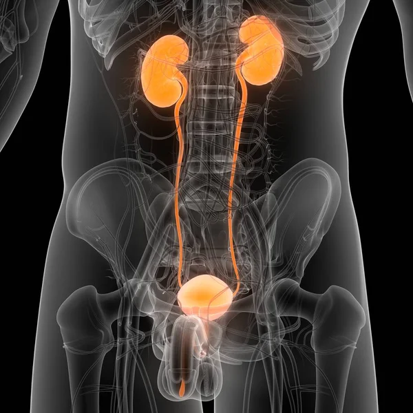 Human Urinary System Kidneys Bladder Anatomy — Stock Photo, Image