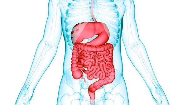 Anatomie Système Digestif Humain — Photo