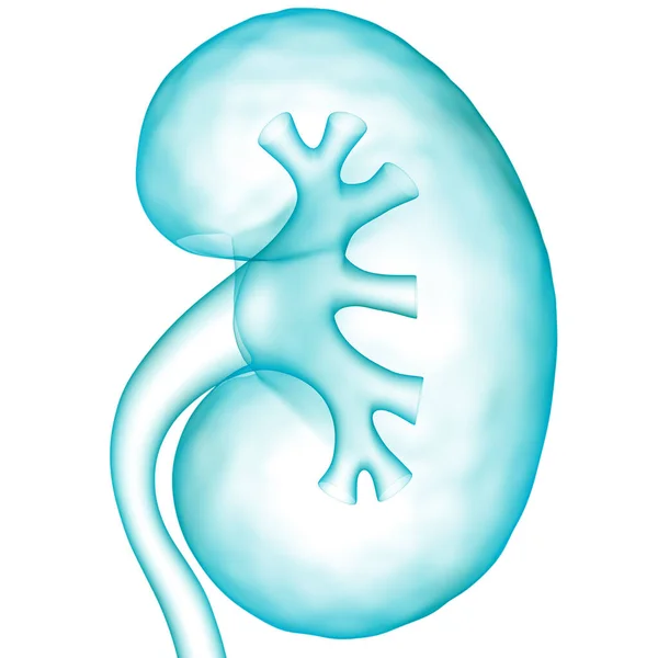 Illustratie Concept Van Menselijke Nieren — Stockfoto