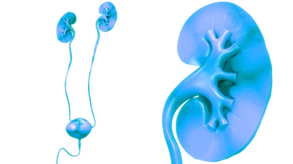 Anatomía Renal Del Sistema Urinario Humano — Foto de Stock