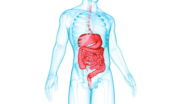 Anatomía Del Sistema Digestivo Humano — Foto de Stock