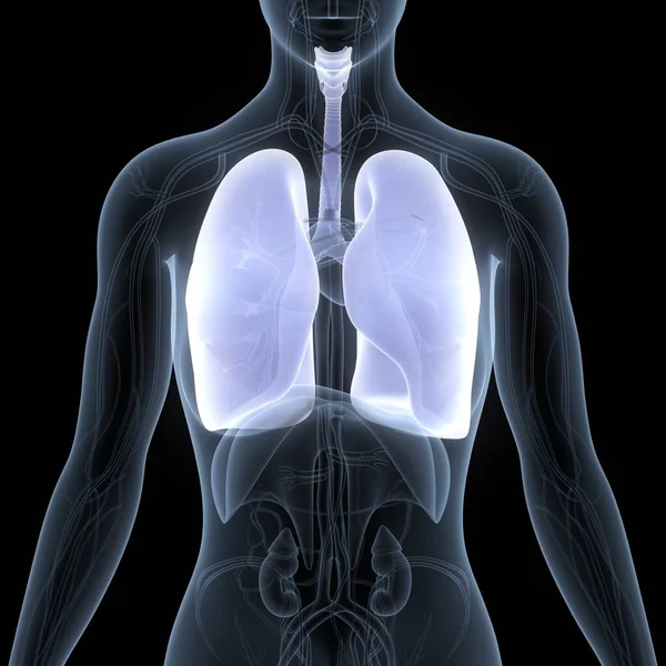 Pulmones Del Sistema Respiratorio Humano Con Anatomía Del Diafragma — Foto de Stock