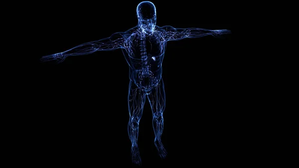 人間の内部システムリンパ節解剖学 — ストック写真