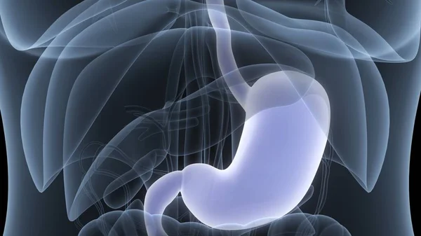 Anatomia Dello Stomaco Del Sistema Digestivo Umano — Foto Stock