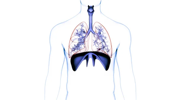 Menselijke Ademhalingsstelsel Longen Met Membraan Anatomie — Stockfoto