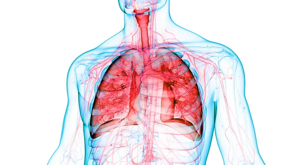 Concetto Anatomia Polmonare Del Sistema Respiratorio Umano — Foto Stock