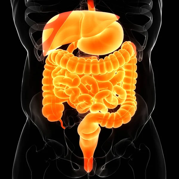 Anatomía Del Sistema Digestivo Humano —  Fotos de Stock