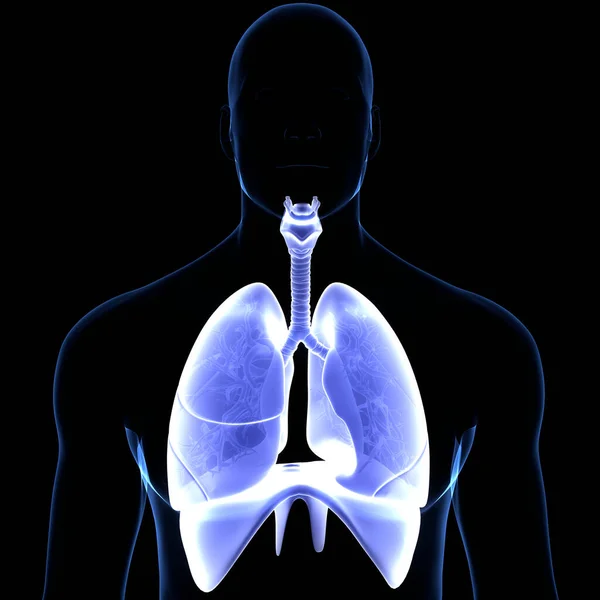 Human Respiratory System Lungs Diaphragm Anatomy — Stock Photo, Image