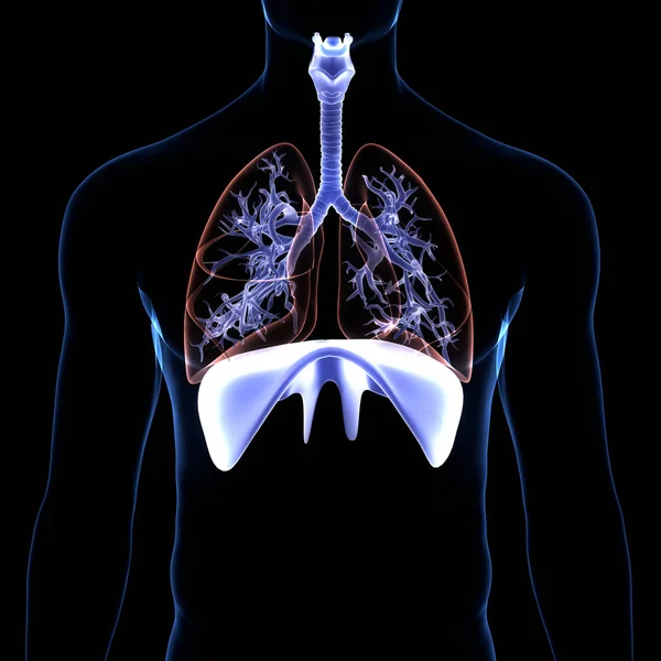 Pulmones Del Sistema Respiratorio Humano Con Anatomía Del Diafragma — Foto de Stock