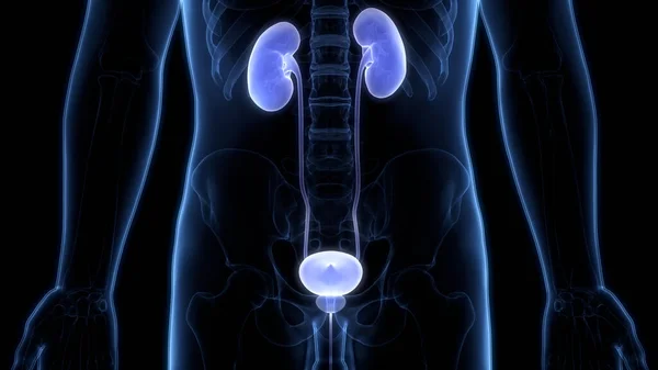 Menselijke Urinewegen Nieren Anatomie — Stockfoto
