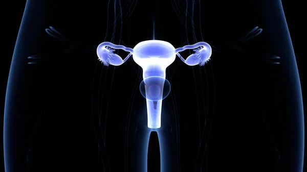 Sistema Reproductivo Femenino Con Sistema Nervioso Anatomía Vesical Urinaria —  Fotos de Stock