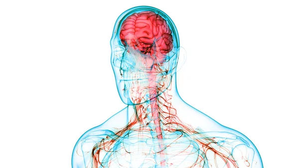 Órgano Central Del Sistema Nervioso Humano Anatomía Cerebral —  Fotos de Stock