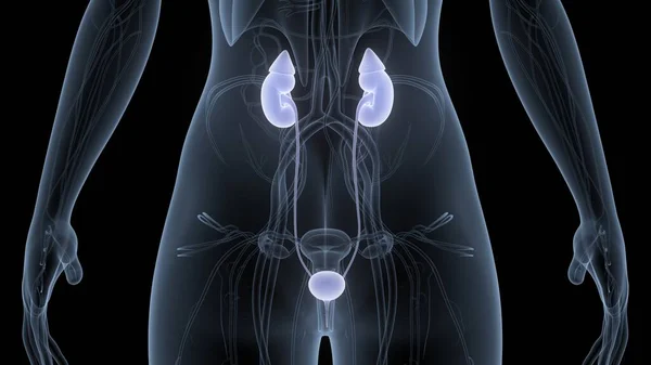 Sistema Urinário Humano Anatomia Dos Rins — Fotografia de Stock