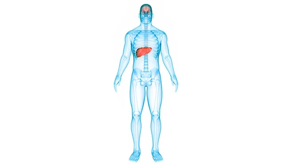 Ludzki Wewnętrzny Organ Trawienny Anatomia Wątroby — Zdjęcie stockowe