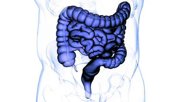 Sistema Digestivo Humano Anatomía Del Intestino Delgado Grueso — Foto de Stock