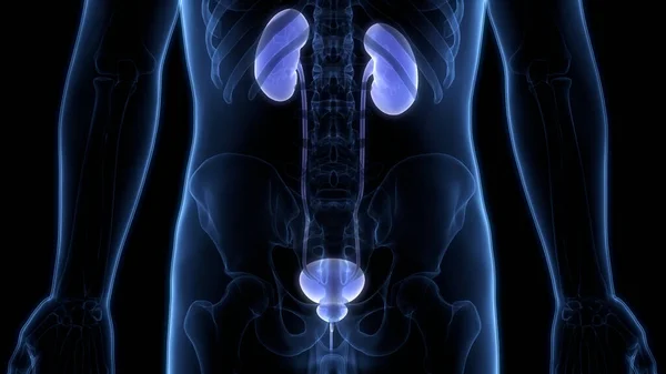 Human Urinary System Kidneys Anatomy — Stock Photo, Image