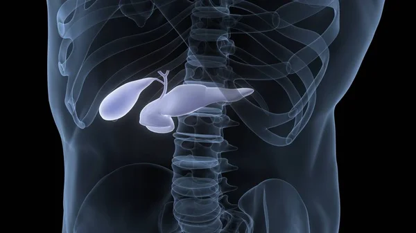 Safra Kesesi Anatomisi Olan Insan Organları Pankreası Boyut — Stok fotoğraf