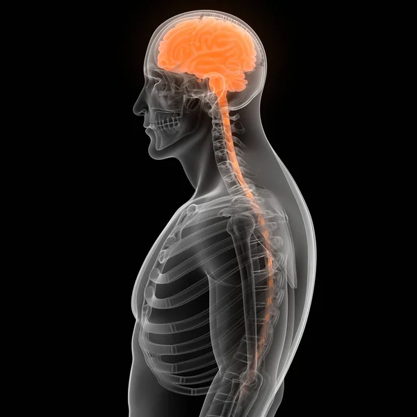 Central Organ Human Nervous System Brain Anatomy — Stock Photo, Image
