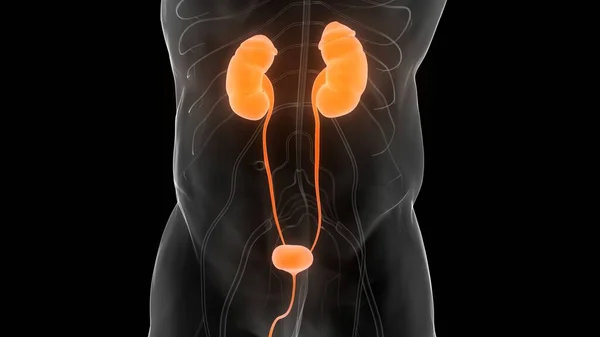 Human Urinary System Kidneys Bladder Anatomy — Stock Photo, Image