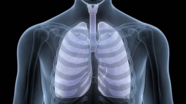 Concept Human Respiratory System Lungs Anatomy — Stock Photo, Image