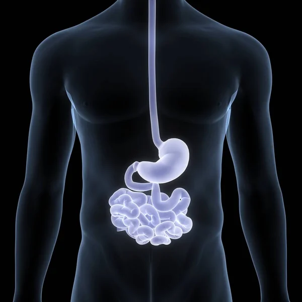 ヒト消化器系胃解剖学 — ストック写真
