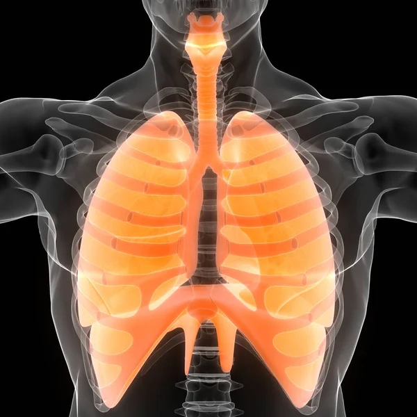 Sistema Respiratório Humano Pulmões Com Anatomia Diafragma — Fotografia de Stock