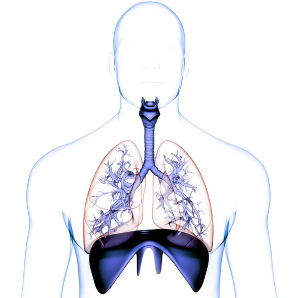 Pulmones Del Sistema Respiratorio Humano Con Anatomía Del Diafragma — Foto de Stock