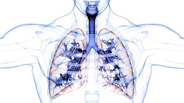 Concetto Anatomia Polmonare Del Sistema Respiratorio Umano — Foto Stock