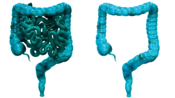 Sistema Digestivo Humano Anatomía Del Intestino Delgado Grueso — Foto de Stock