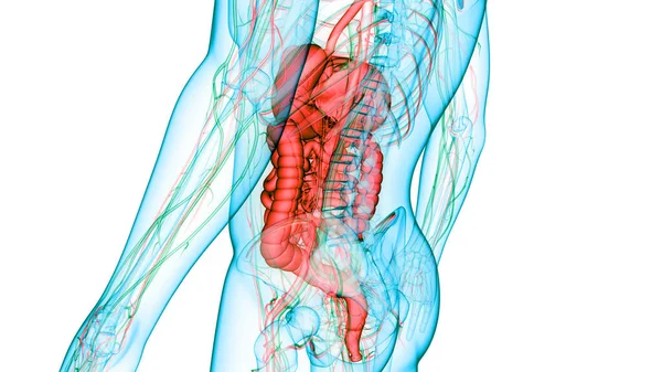 Nsan Sindirim Sistemi Anatomisi Boyut — Stok fotoğraf