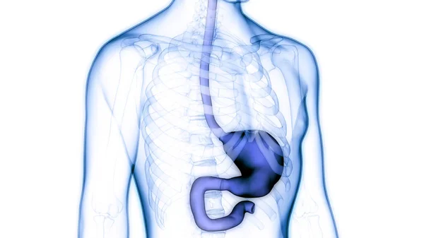 Anatomia Estômago Sistema Digestivo Humano — Fotografia de Stock