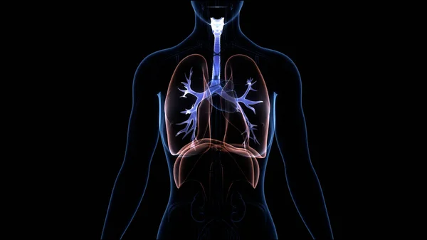 Human Respiratory System Lungs Diaphragm Anatomy — Stock Photo, Image