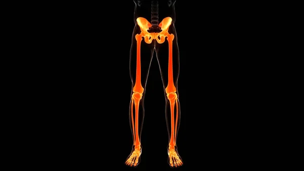 Sistema Esquelético Humano Piernas Huesos Articulaciones Anatomía Ilustración — Foto de Stock