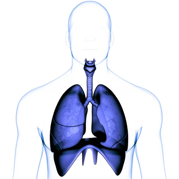 Pulmones Del Sistema Respiratorio Humano Con Anatomía Del Diafragma —  Fotos de Stock