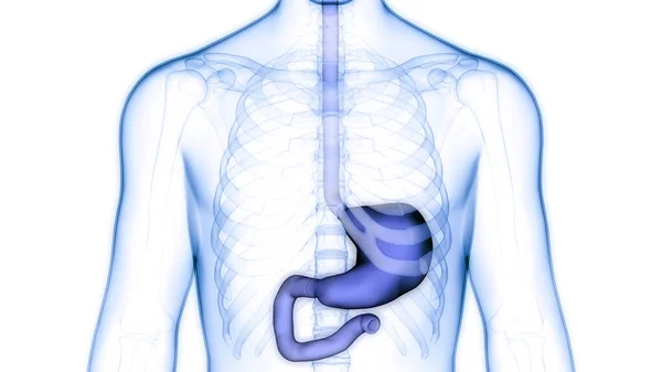 Анатомия Желудка Желудка Человека — стоковое фото