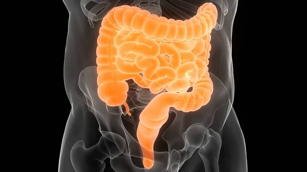 Sistema Digestivo Humano Anatomía Del Intestino Delgado Grueso — Foto de Stock