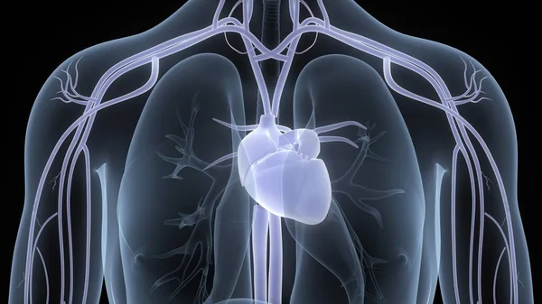 해부학 Human Circulatory System Heart Anatomy — 스톡 사진