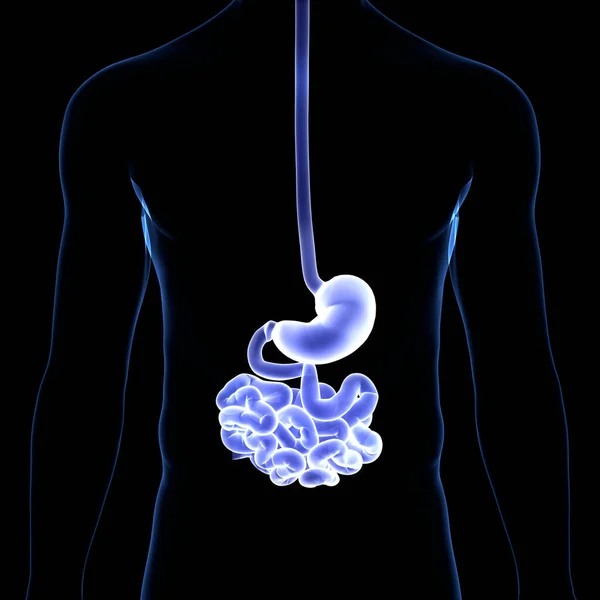 Ludzki Układ Pokarmowy Anatomia Żołądka — Zdjęcie stockowe