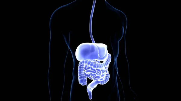 Human Digestive System Anatomy — Stock Photo, Image