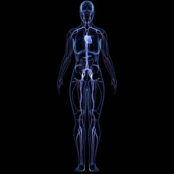 Système Circulatoire Humain Anatomie Cardiaque — Photo