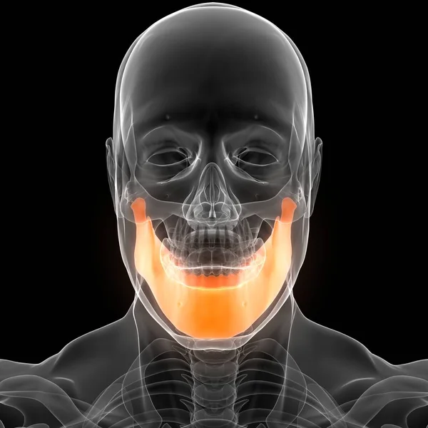 人間の骨格系肩甲骨関節解剖学 — ストック写真