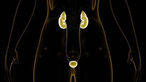 Nsan Drar Sistemi Böbrekleri Anatomisi Boyut — Stok fotoğraf