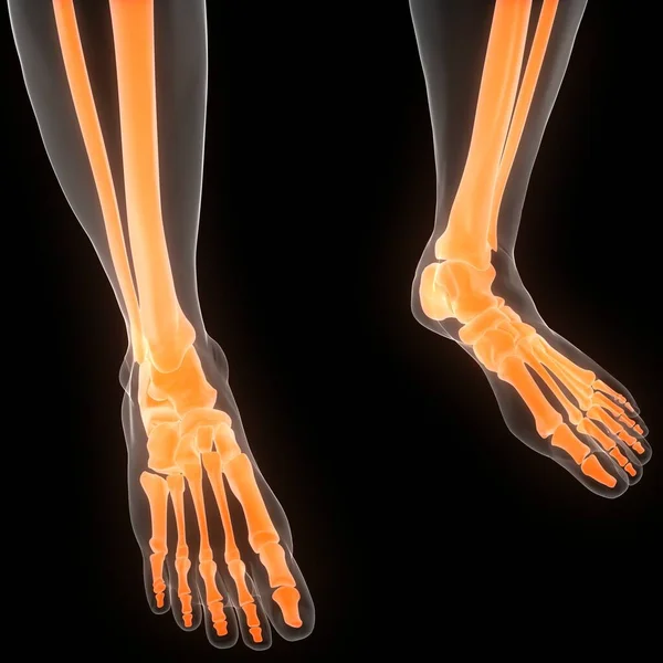 Menselijk Skelet Systeem Tibia Fibula Botgewrichten Anatomie — Stockfoto