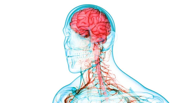 Órgano Central Del Sistema Nervioso Humano Anatomía Cerebral —  Fotos de Stock