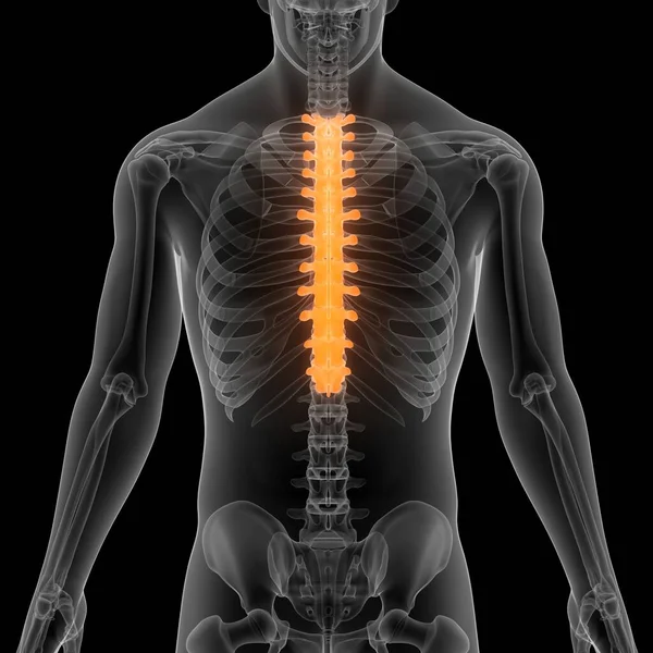 Vertebral Column Human Skeleton System Anatomy — Stock Photo, Image