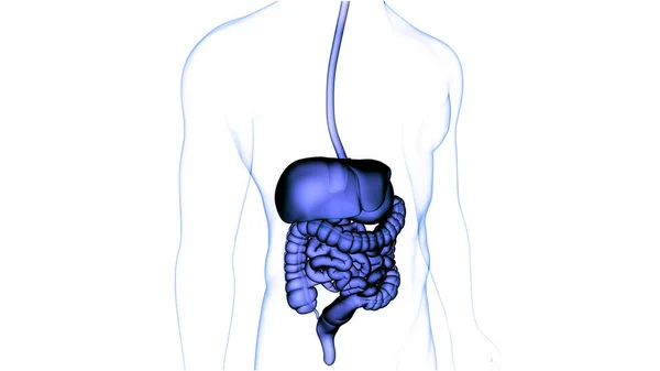 Human Digestive System Anatomy — Stock Photo, Image