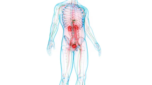 Nsan Drar Sistemi Böbrekleri Anatomisi Boyut — Stok fotoğraf