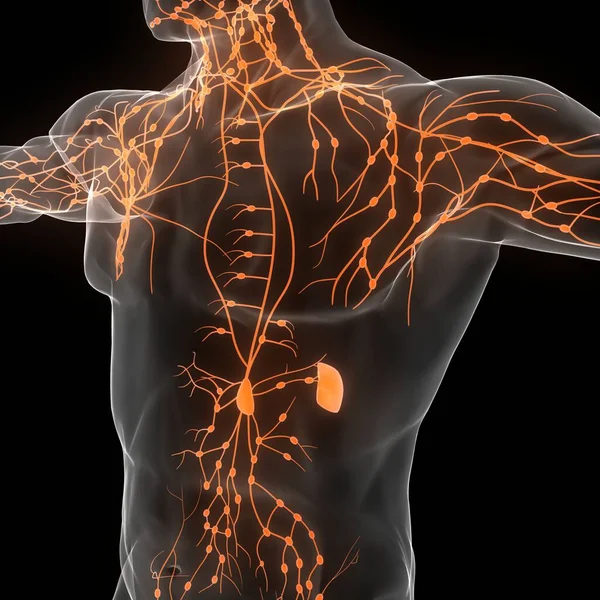 Человеческая Внутренняя Система Lymph Nodes Anatomy — стоковое фото