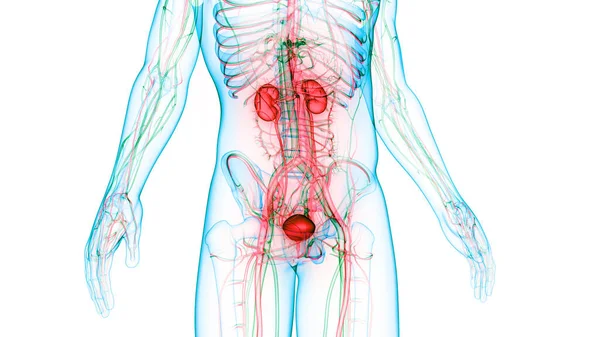 Anatomía Renal Del Sistema Urinario Humano — Foto de Stock