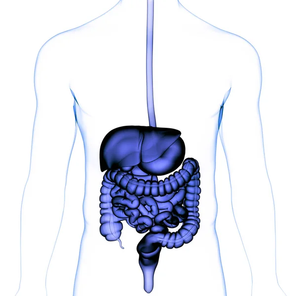 Anatomie Lidského Trávicího Ústrojí — Stock fotografie